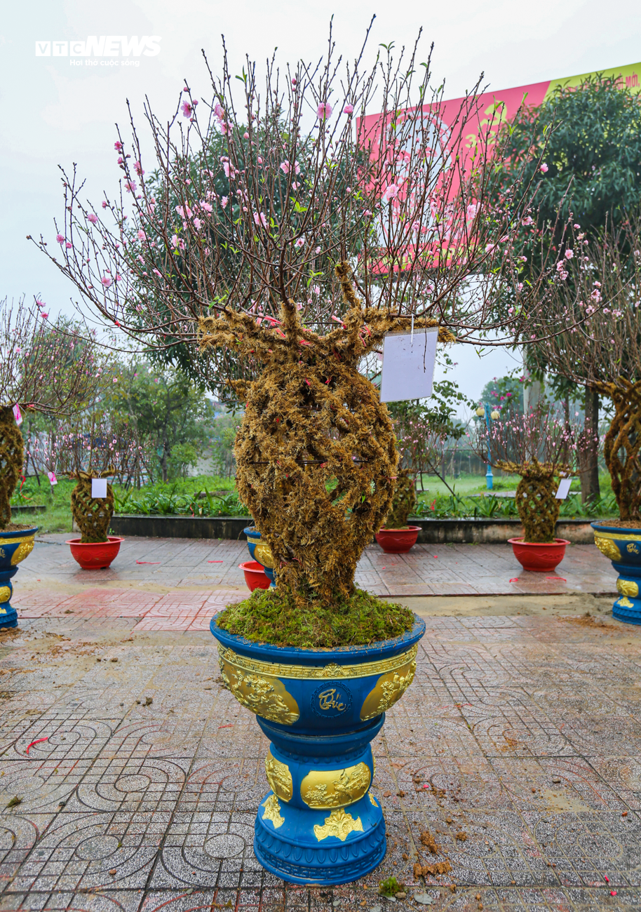 Độc đáo 10 cây đào uốn thành chiếc lộc bình hút khách chơi Tết - Ảnh 10