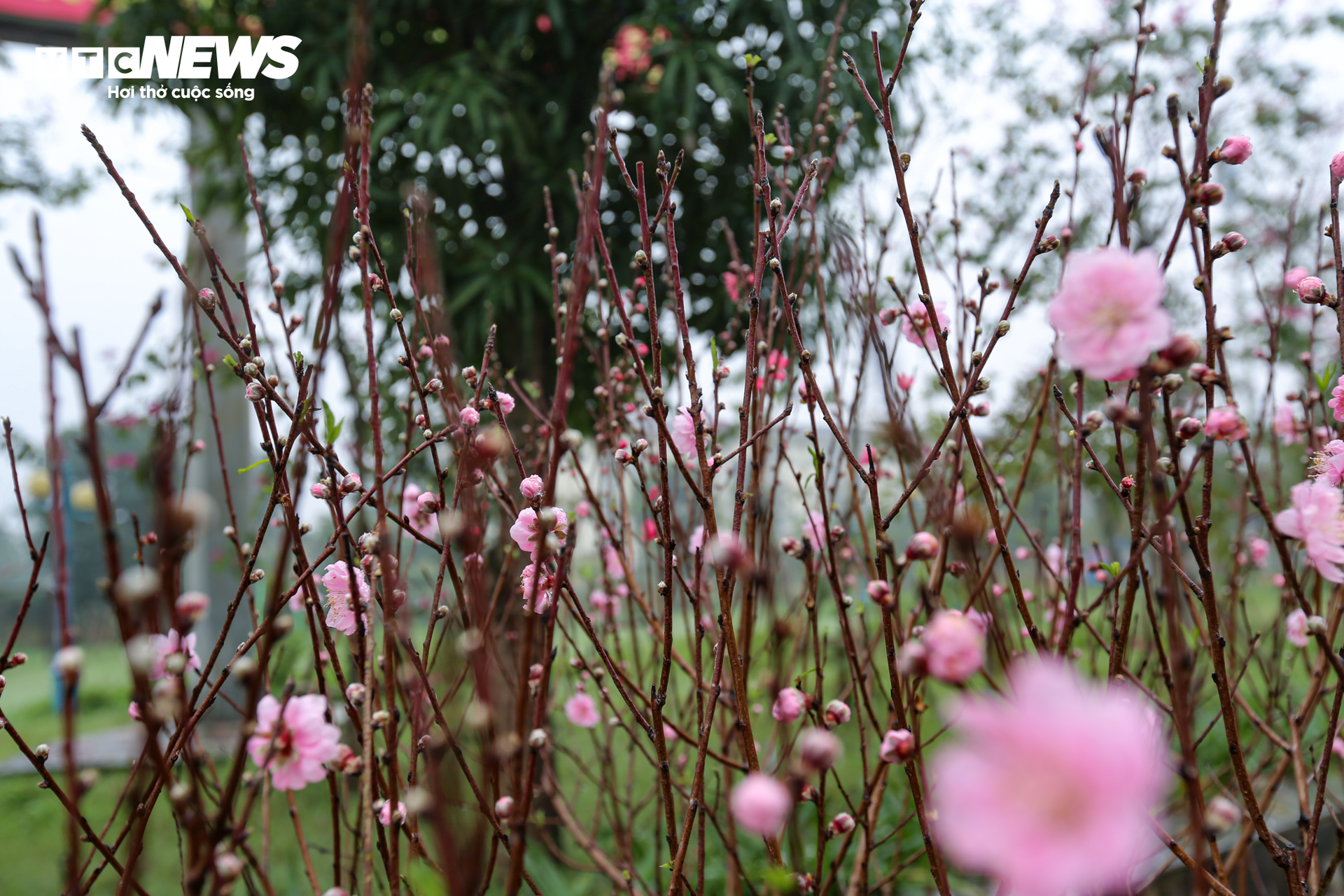 Độc đáo 10 cây đào uốn thành chiếc lộc bình hút khách chơi Tết - Ảnh 5