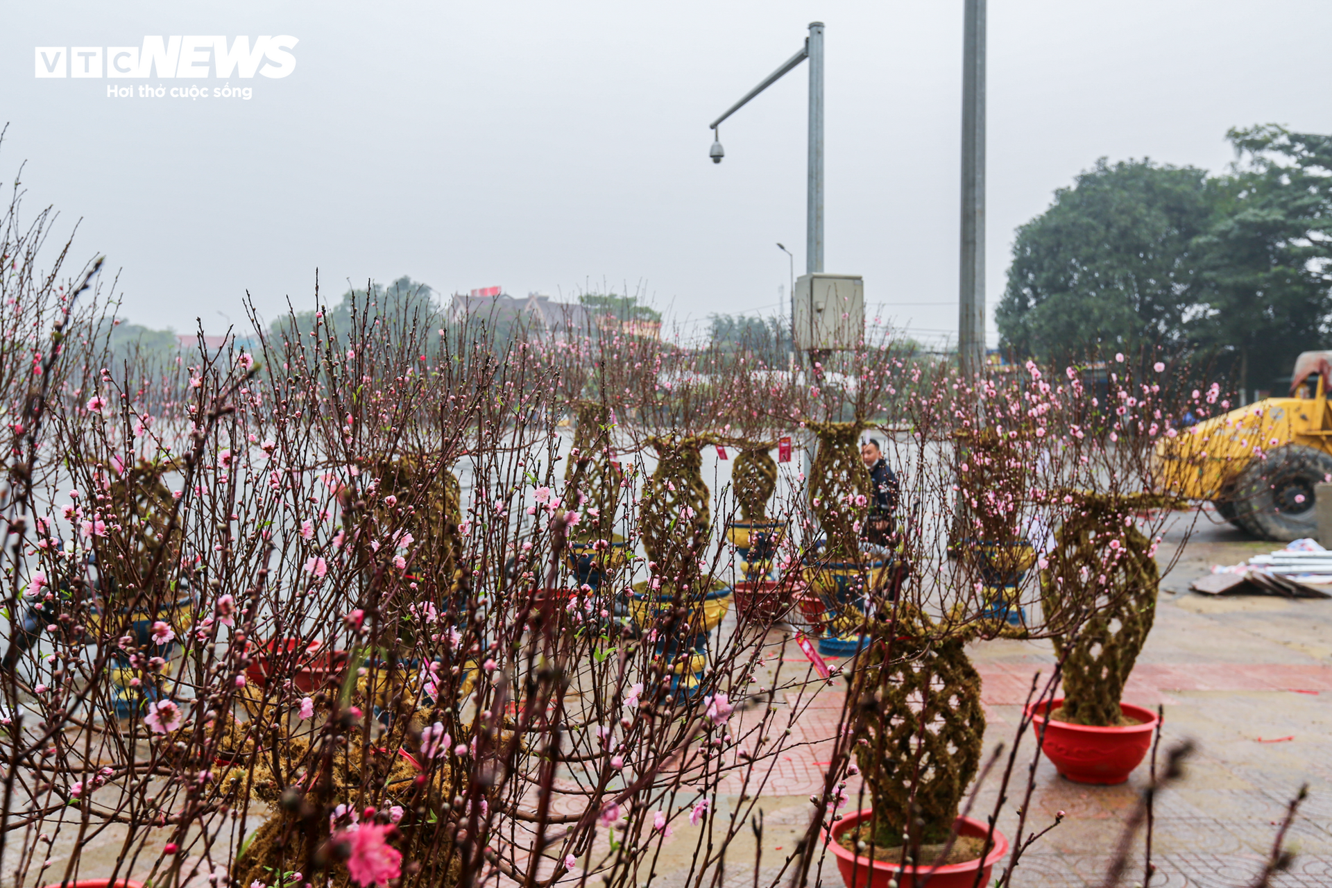 Độc đáo 10 cây đào uốn thành chiếc lộc bình hút khách chơi Tết - Ảnh 3