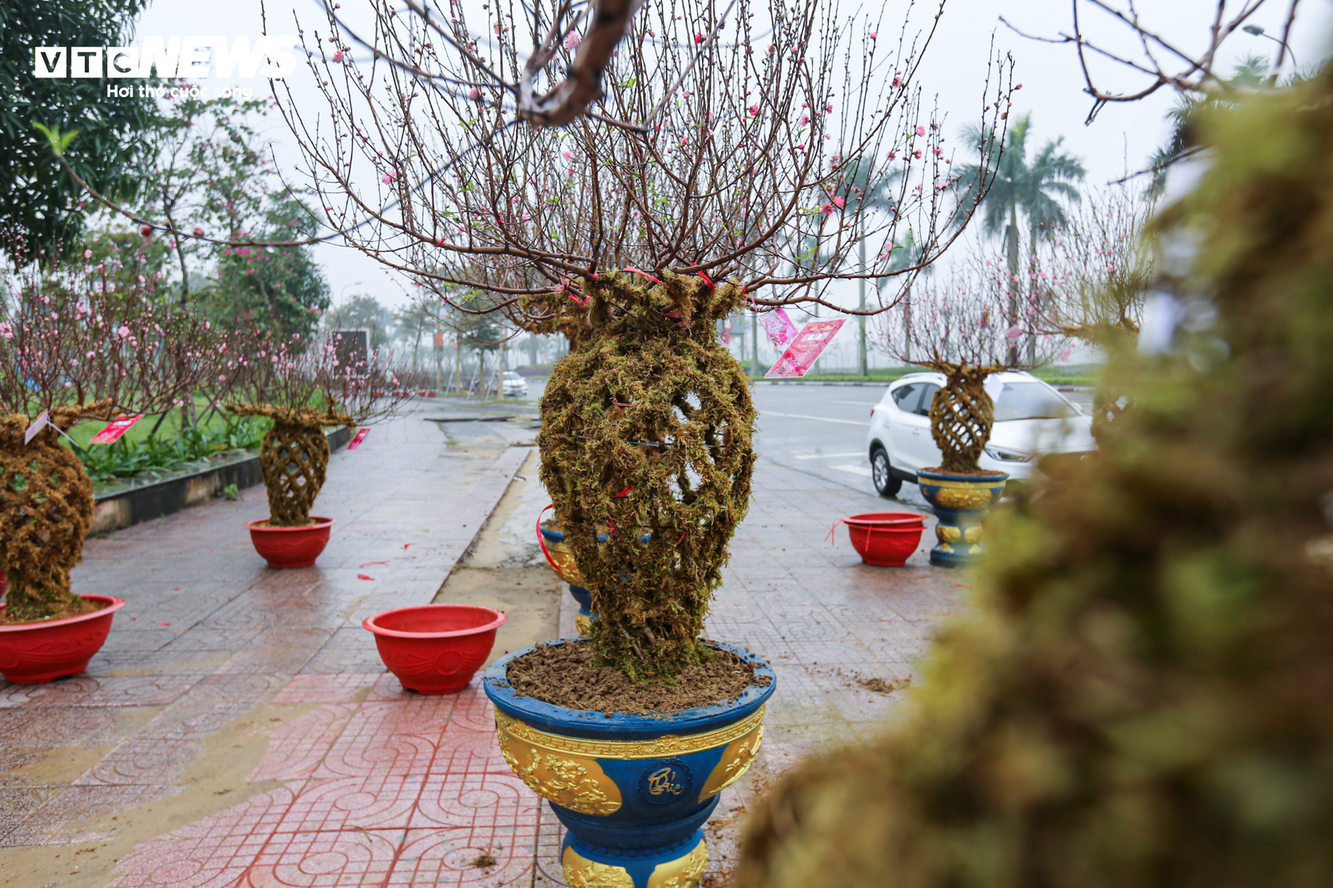 Độc đáo 10 cây đào uốn thành chiếc lộc bình hút khách chơi Tết - Ảnh 7