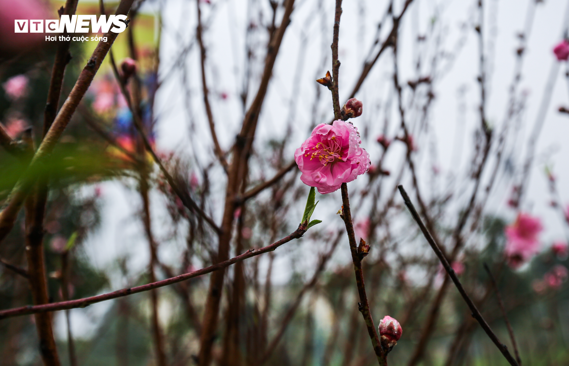 Độc đáo 10 cây đào uốn thành chiếc lộc bình hút khách chơi Tết - Ảnh 14