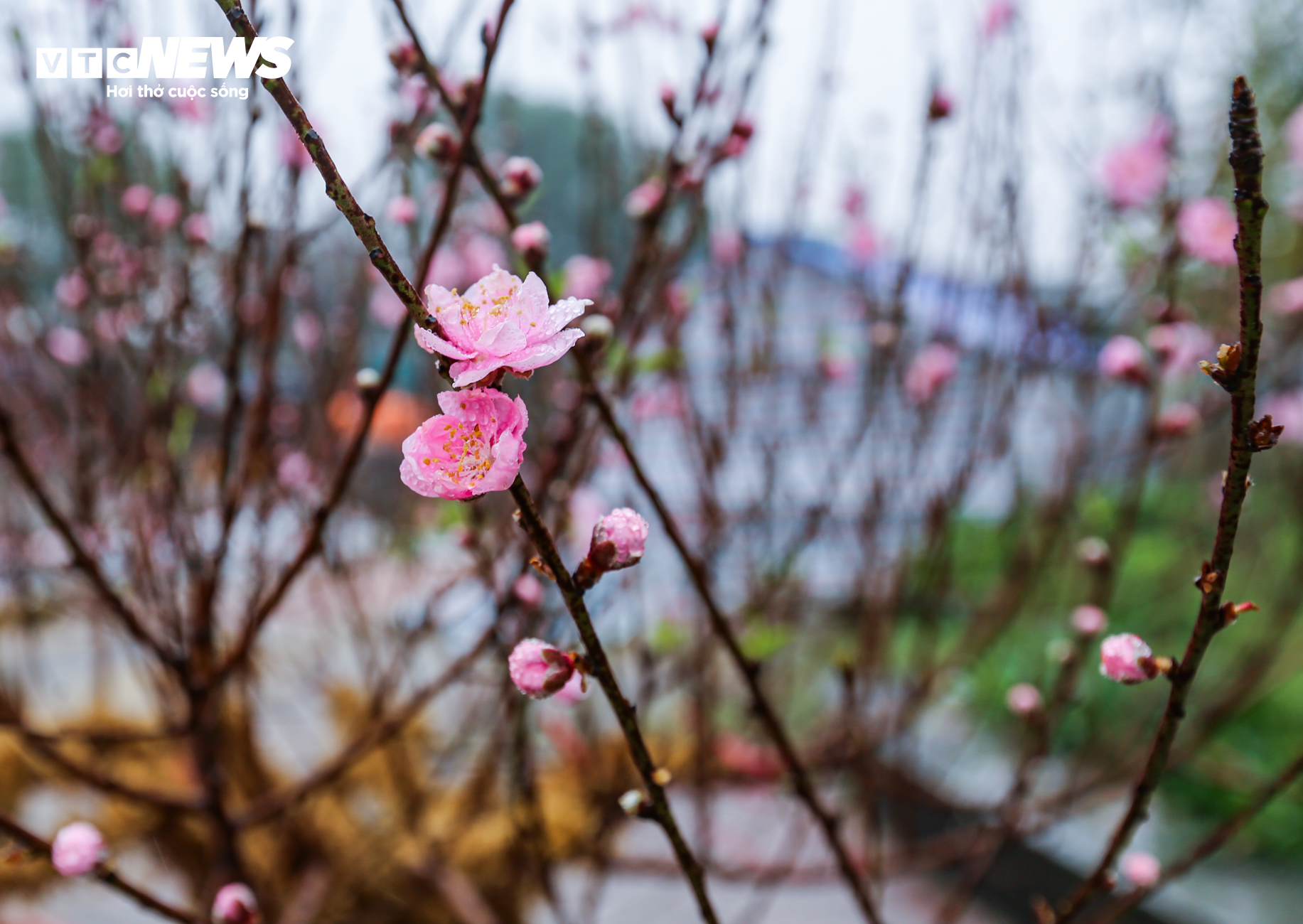 Độc đáo 10 cây đào uốn thành chiếc lộc bình hút khách chơi Tết - Ảnh 15