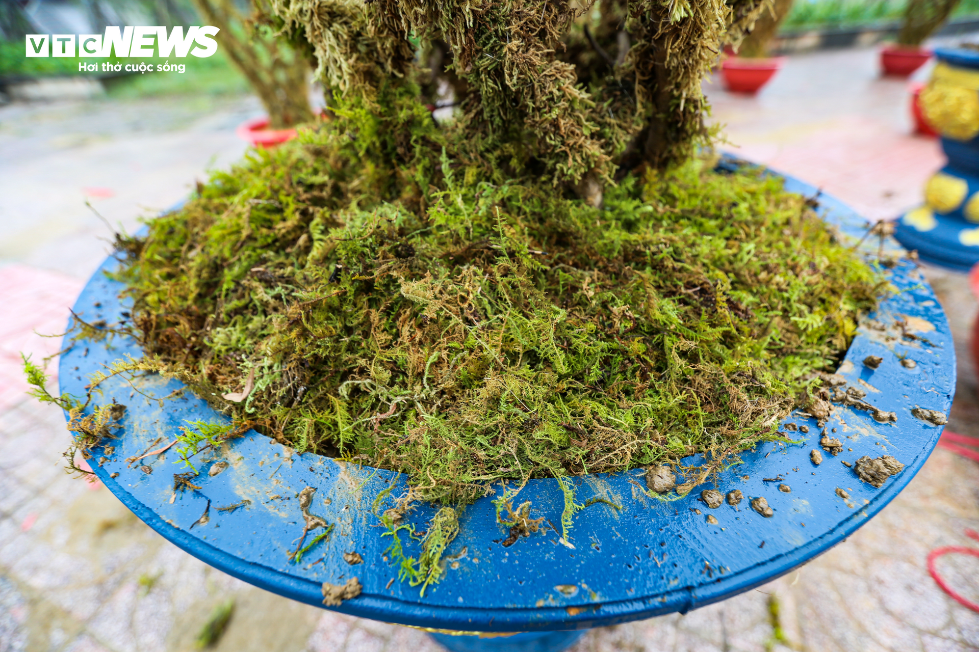 Độc đáo 10 cây đào uốn thành chiếc lộc bình hút khách chơi Tết - Ảnh 12