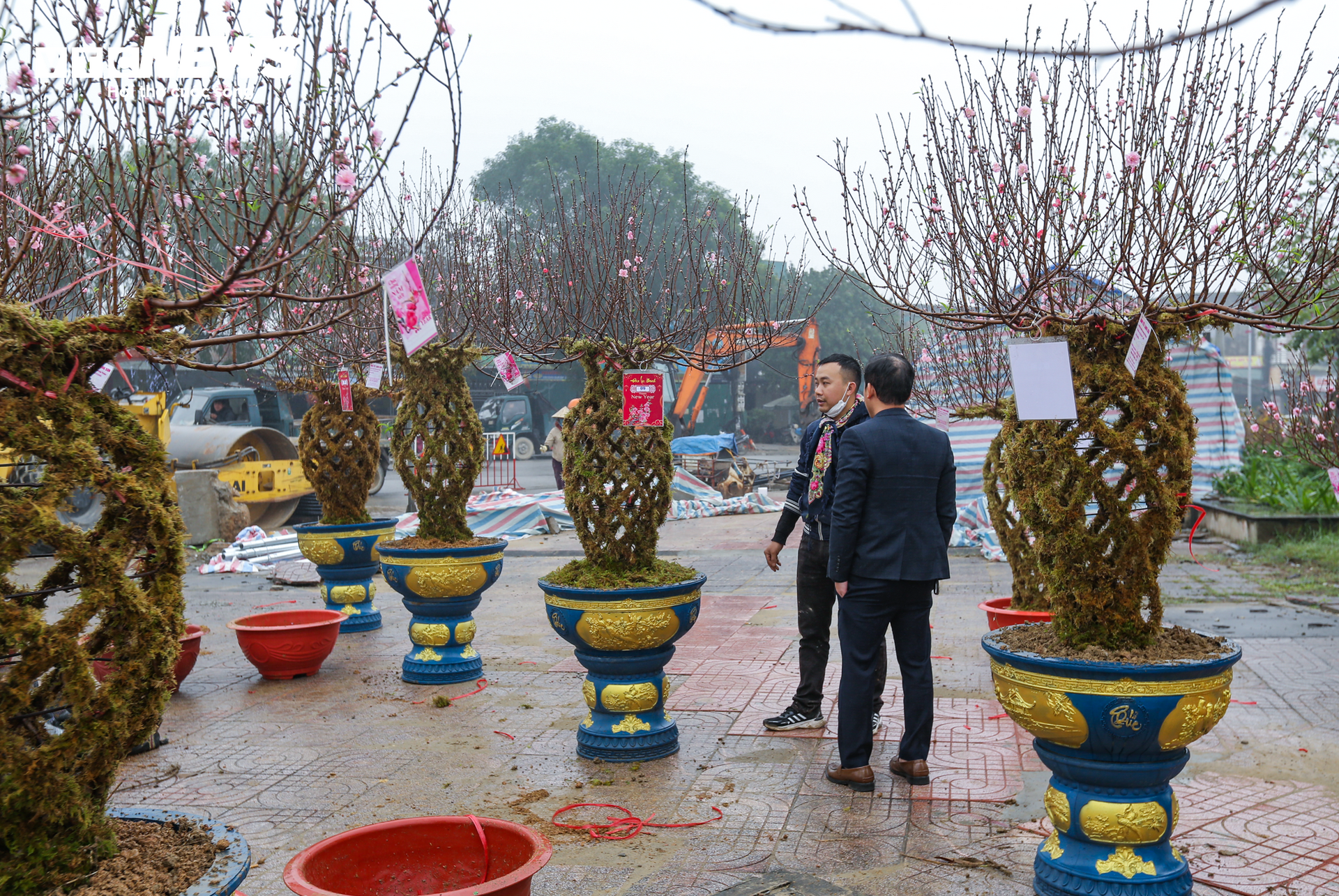 Độc đáo 10 cây đào uốn thành chiếc lộc bình hút khách chơi Tết - Ảnh 1