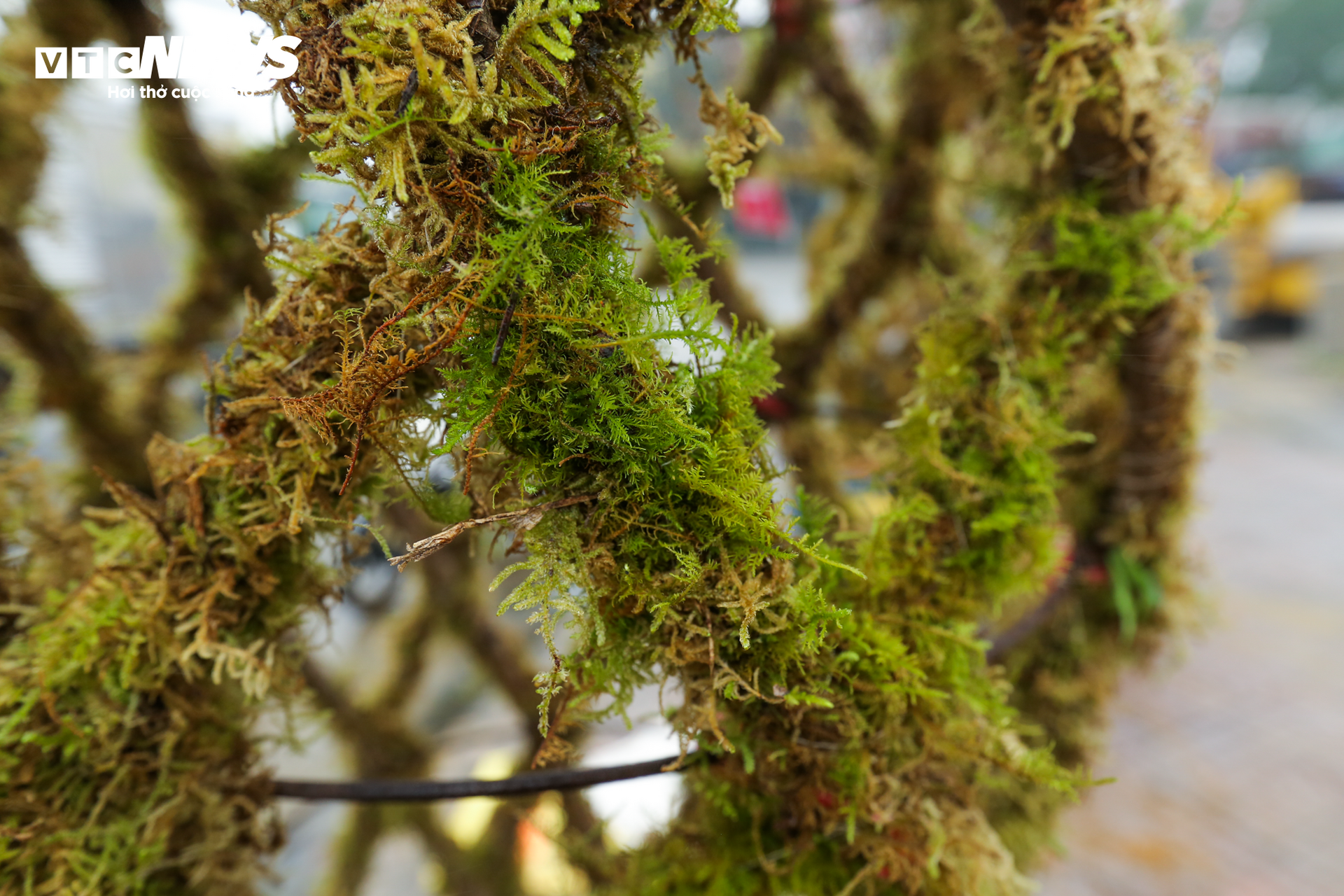 Độc đáo 10 cây đào uốn thành chiếc lộc bình hút khách chơi Tết - Ảnh 11