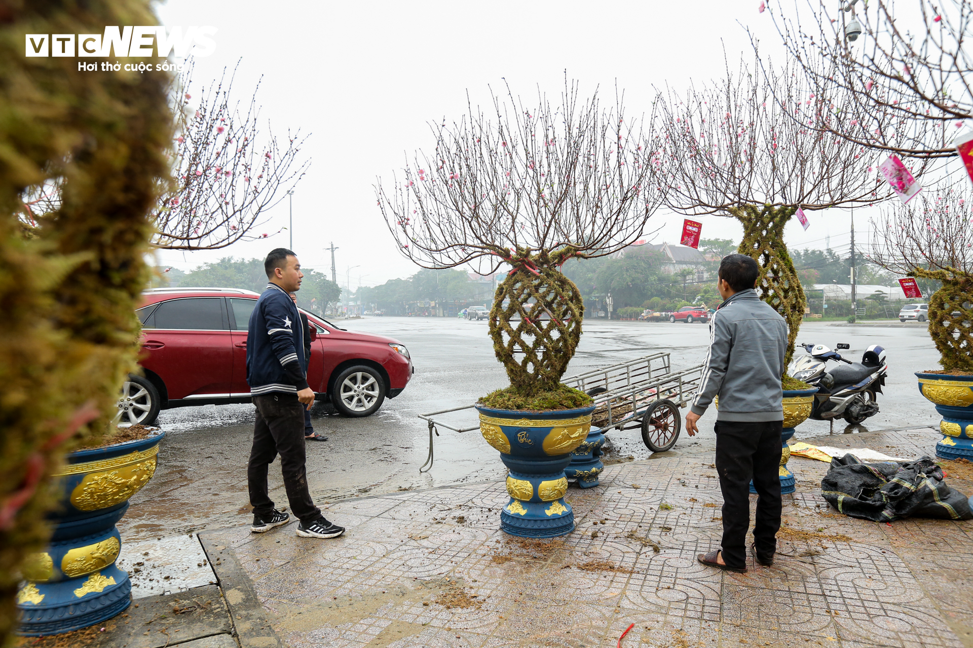 Độc đáo 10 cây đào uốn thành chiếc lộc bình hút khách chơi Tết - Ảnh 13