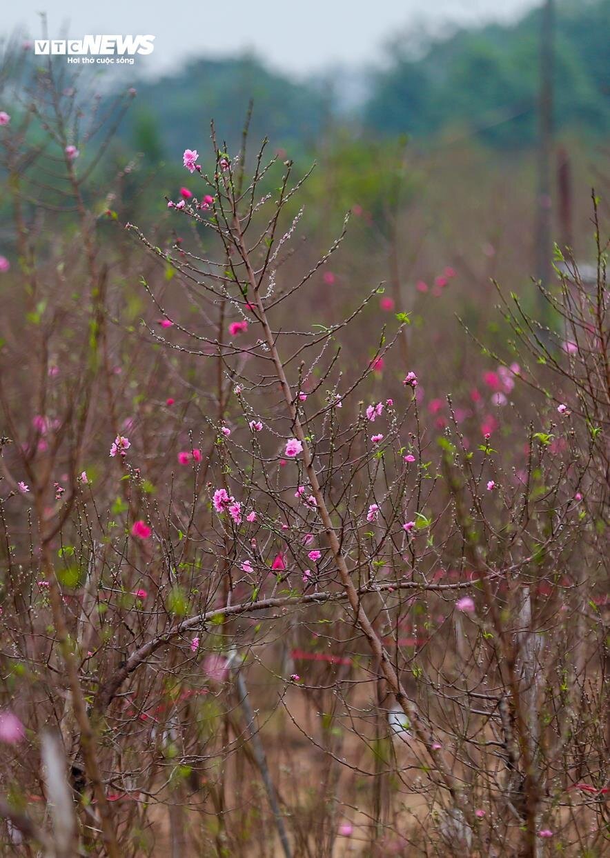 Đào Nhật Tân xuống phố sớm, hút người mua - Ảnh 13