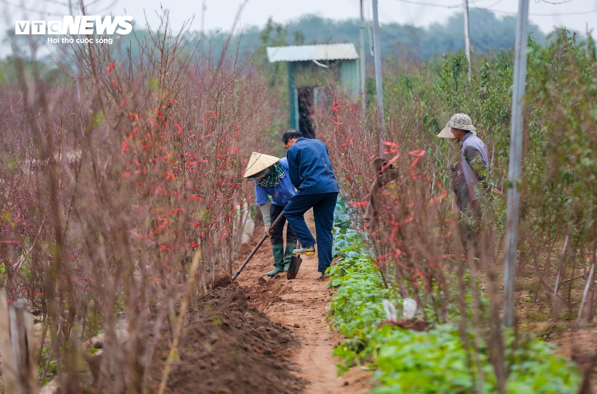 Đào Nhật Tân xuống phố sớm, hút người mua - Ảnh 16