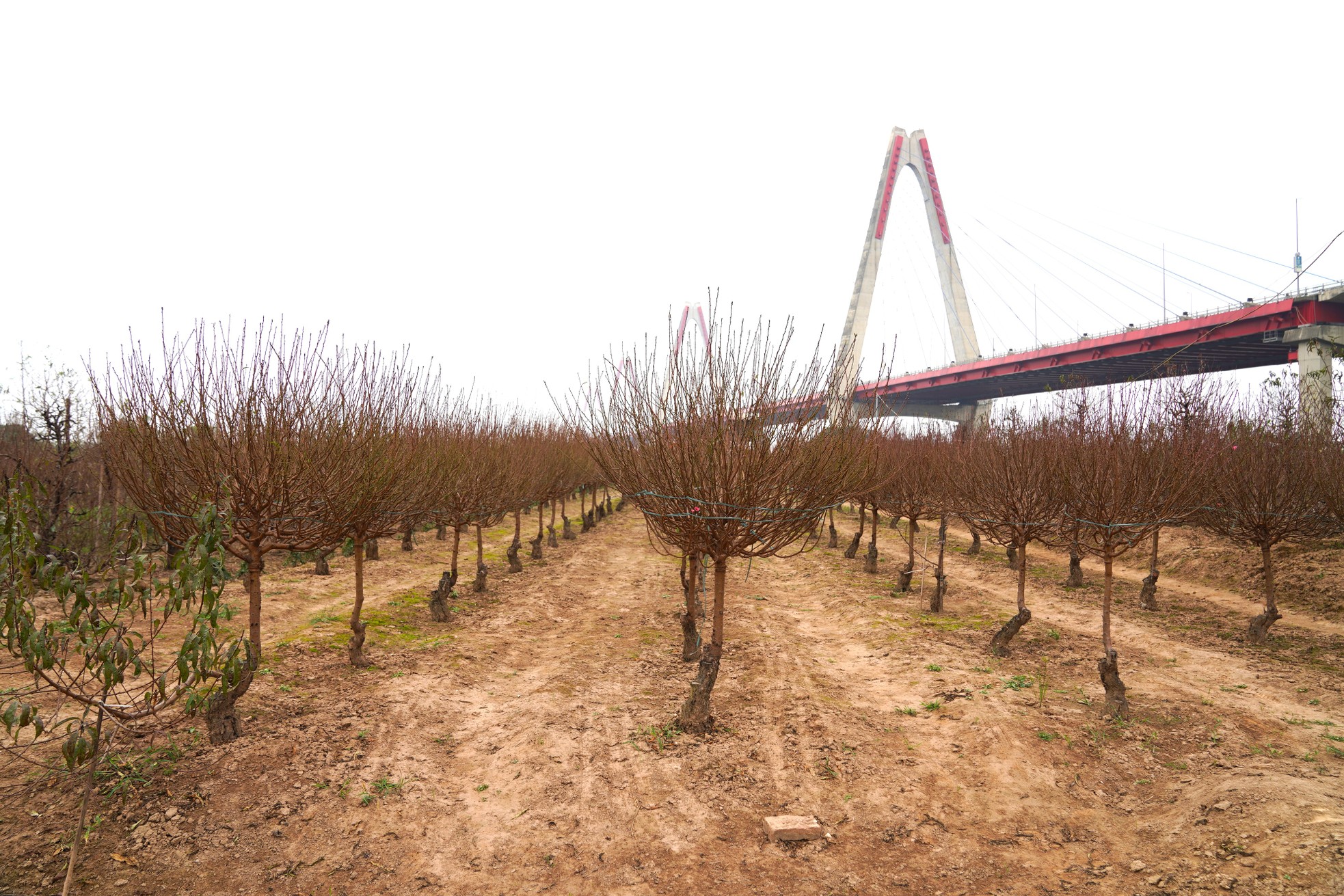 Người trồng đào Nhật Tân ngóng thời tiết, thấp thỏm lo hoa nở sớm - Ảnh 1