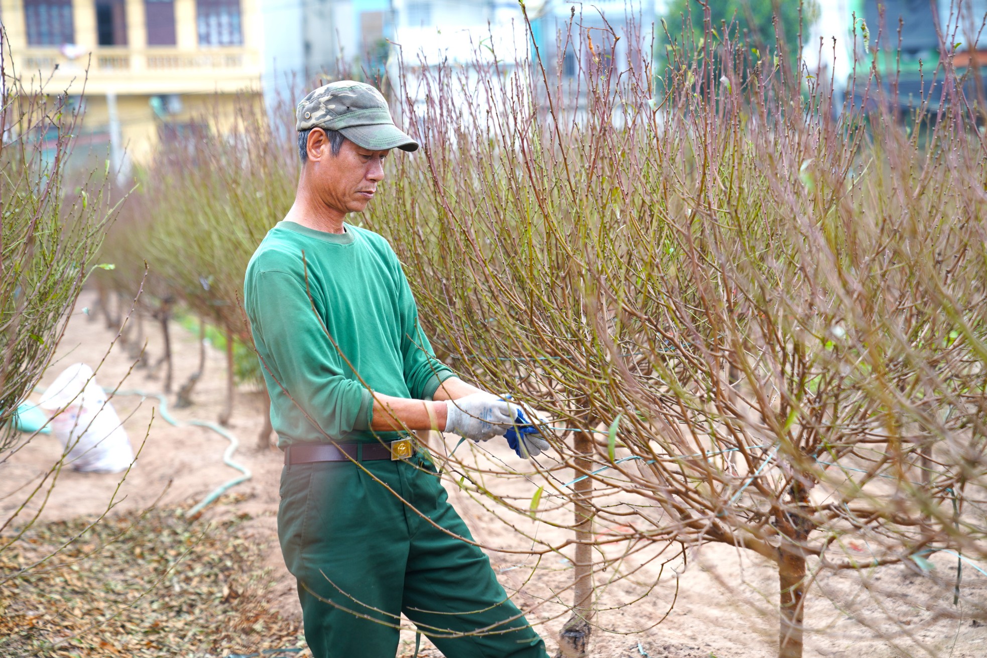 Người trồng đào Nhật Tân ngóng thời tiết, thấp thỏm lo hoa nở sớm - Ảnh 4