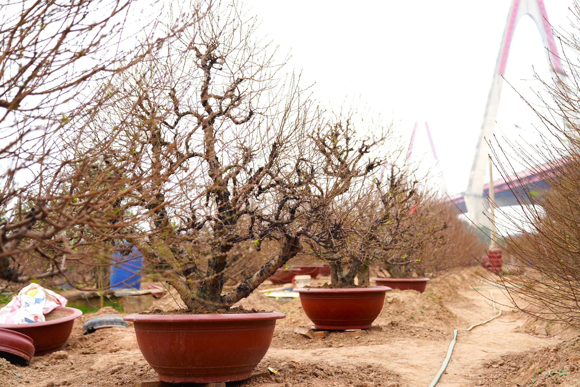 Người trồng đào Nhật Tân ngóng thời tiết, thấp thỏm lo hoa nở sớm - Ảnh 2