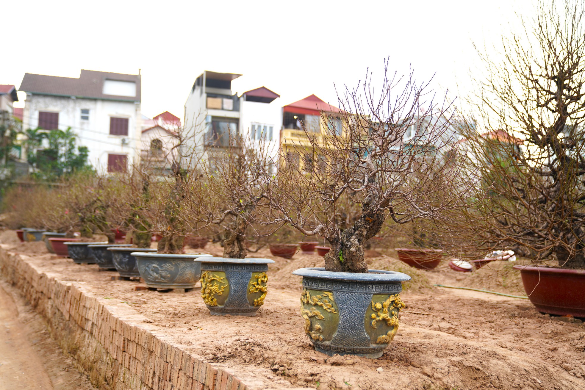 Người trồng đào Nhật Tân ngóng thời tiết, thấp thỏm lo hoa nở sớm - Ảnh 9