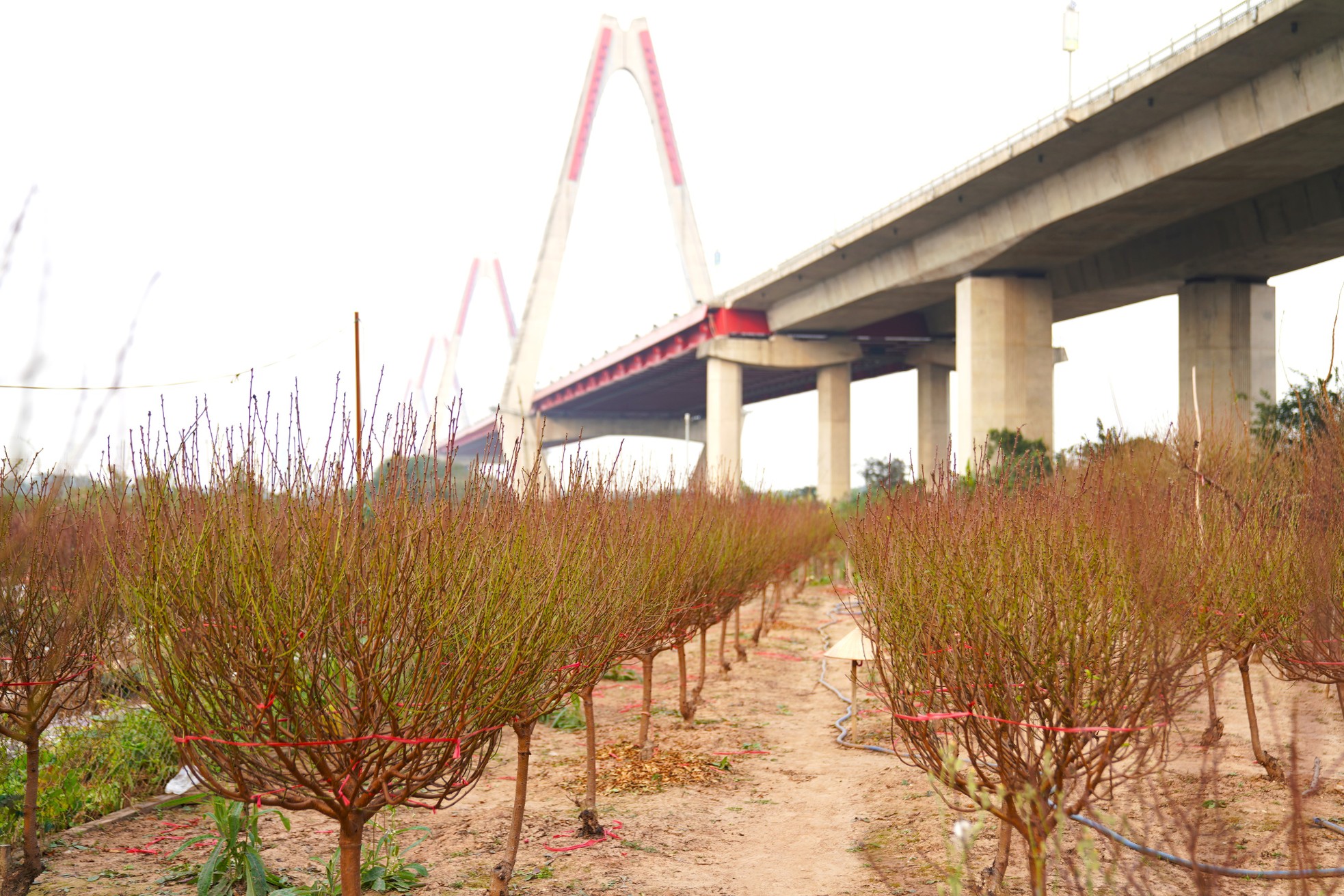 Người trồng đào Nhật Tân ngóng thời tiết, thấp thỏm lo hoa nở sớm - Ảnh 13