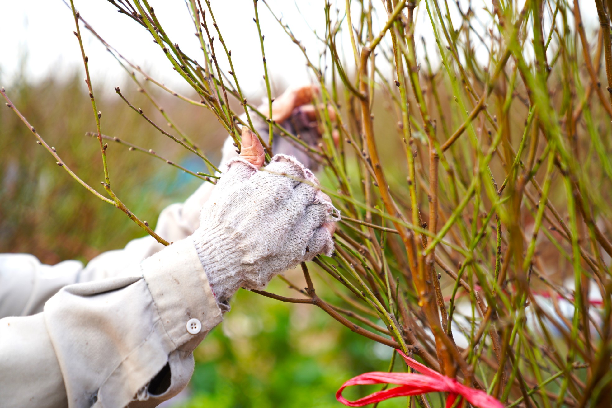 Người trồng đào Nhật Tân ngóng thời tiết, thấp thỏm lo hoa nở sớm - Ảnh 7