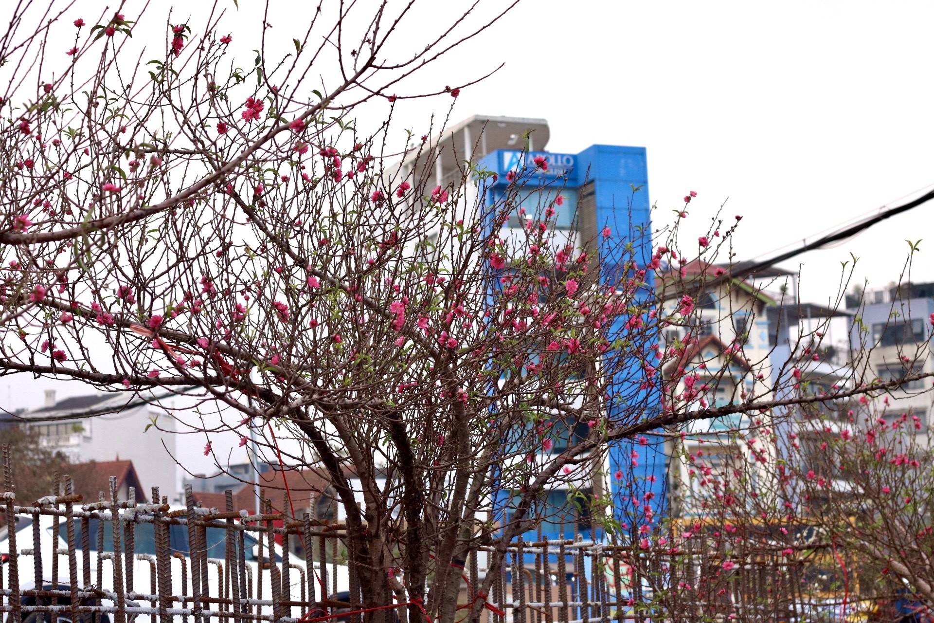 Đào Nhật Tân xuống phố, khoe sắc đón Tết sớm - Ảnh 2