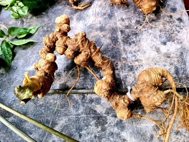 Sở hữu loại củ "quốc bảo" của Việt Nam, vùng đất này sẽ trở thành vùng dược liệu trọng điểm quốc gia - Ảnh 2