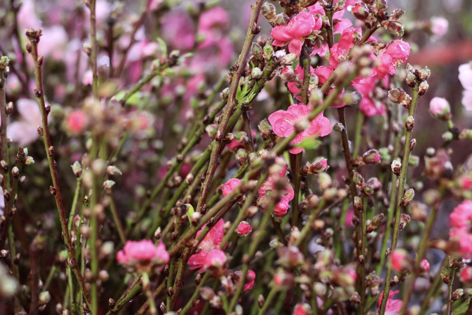 Đào Nhật Tân xuống phố, khoe sắc đón Tết sớm - Ảnh 8