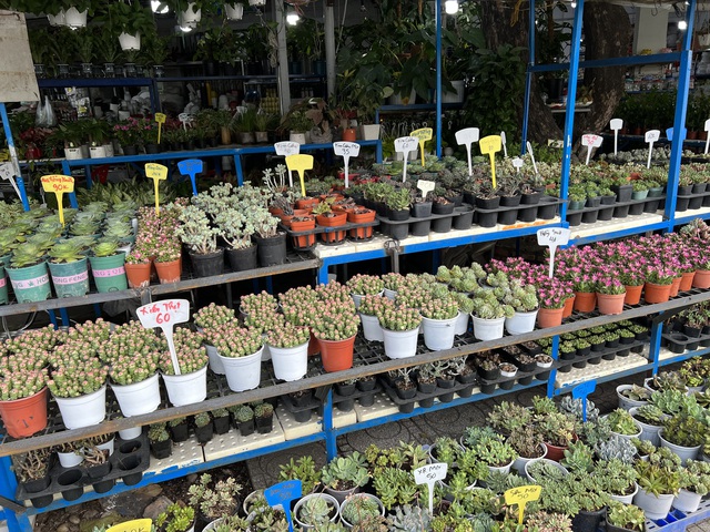 Hoa kiểng Tết tràn ra đường, giá dễ chịu - Ảnh 2