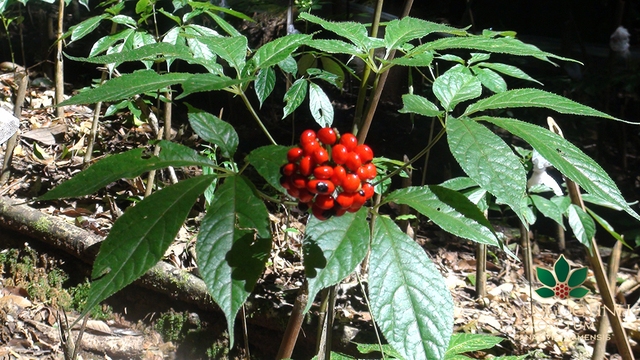 Sở hữu loại củ "quốc bảo" của Việt Nam, vùng đất này sẽ trở thành vùng dược liệu trọng điểm quốc gia - Ảnh 1