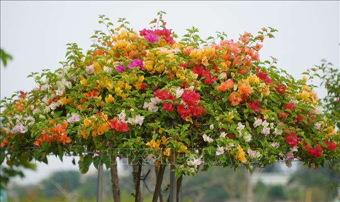 Hoa giấy Tân Dương hút hàng vào dịp Tết - Ảnh 1