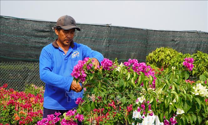 Hoa giấy Tân Dương hút hàng vào dịp Tết - Ảnh 2