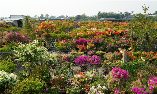 Hoa giấy Tân Dương hút hàng vào dịp Tết - Ảnh 3