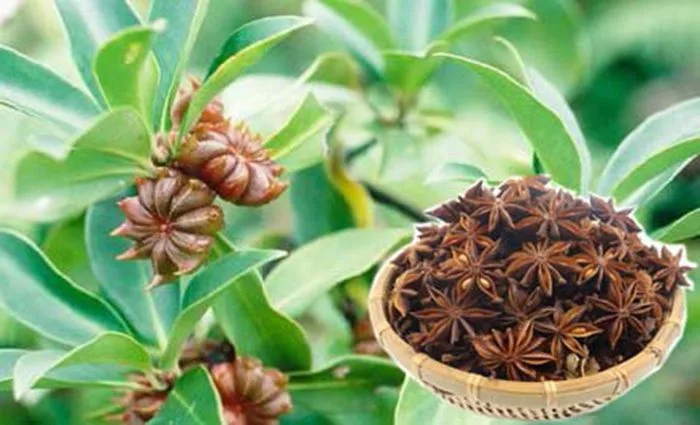 Mặt hàng "báu vật" của Việt Nam, chỉ 2 nước trồng được, Trung Quốc, Ấn Độ nhập khẩu hàng nghìn tấn - Ảnh 1