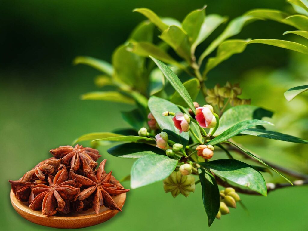 Mặt hàng "báu vật" của Việt Nam, chỉ 2 nước trồng được, Trung Quốc, Ấn Độ nhập khẩu hàng nghìn tấn - Ảnh 2