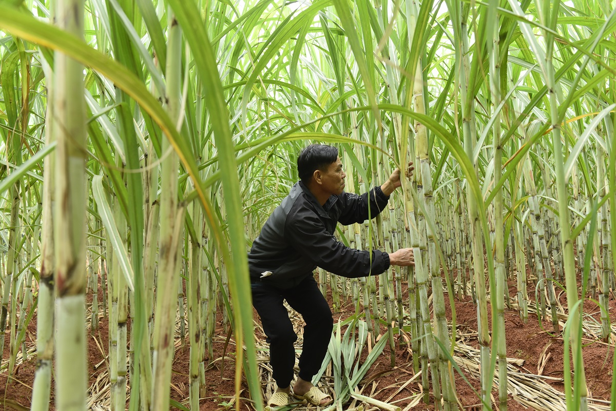 "Thủ phủ" mật mía lớn nhất xứ Thanh đỏ lửa ngày đêm phục vụ dân ăn Tết - Ảnh 2