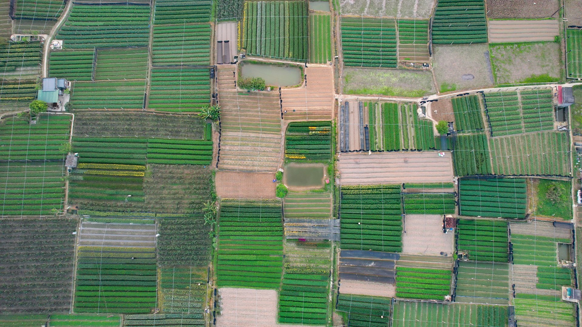 Thủ phủ hoa lớn nhất xứ Thanh: Người làm vườn trông chờ vụ Tết để 'gỡ vốn' - Ảnh 1