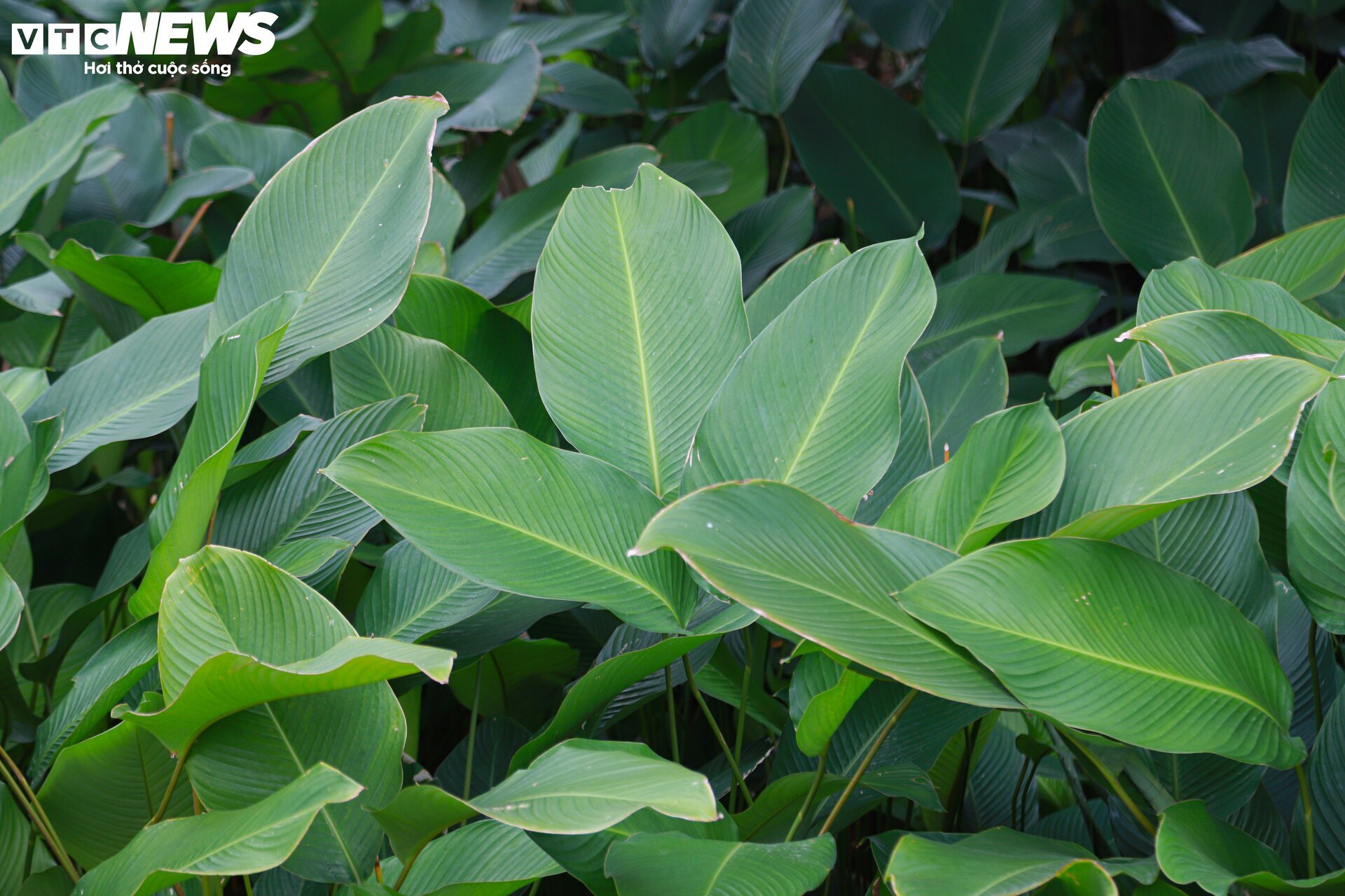 Tất bật thu hoạch lá dong, mong hốt bạc dịp Tết Nguyên đán - Ảnh 2