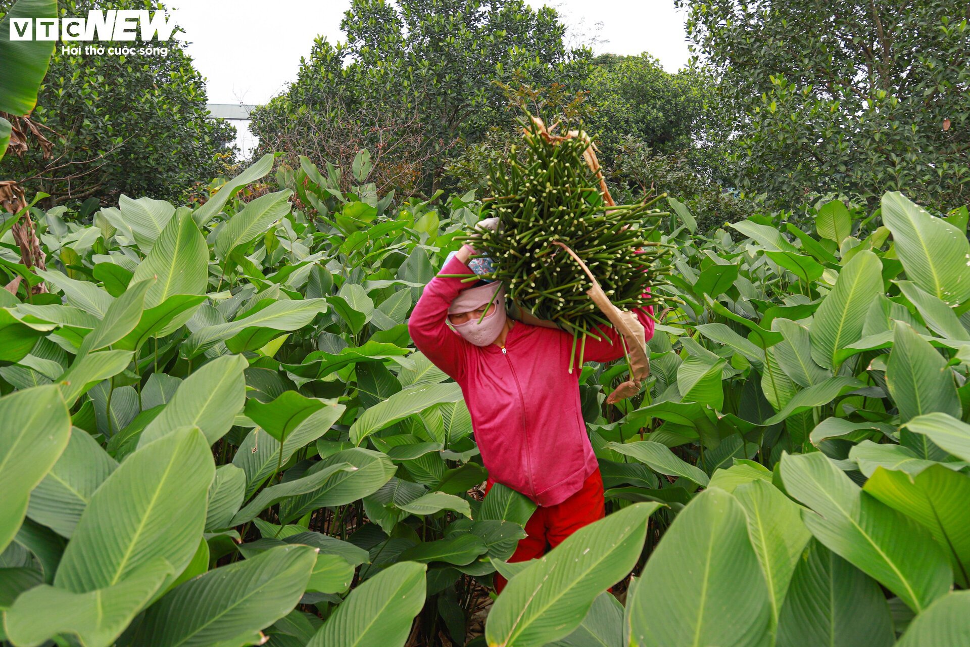 Tất bật thu hoạch lá dong, mong hốt bạc dịp Tết Nguyên đán - Ảnh 14