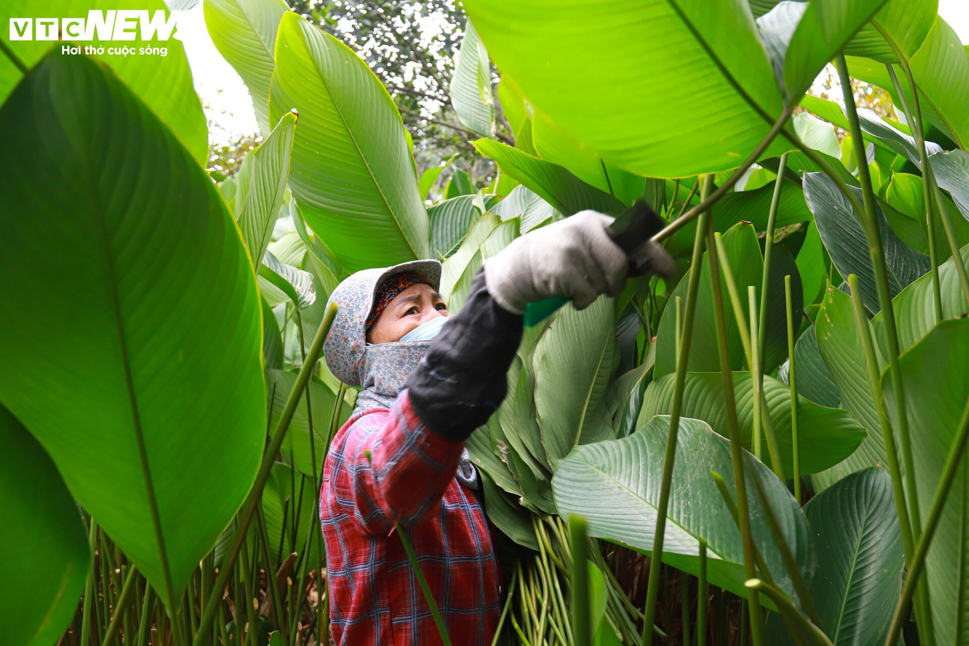 Tất bật thu hoạch lá dong, mong hốt bạc dịp Tết Nguyên đán - Ảnh 5