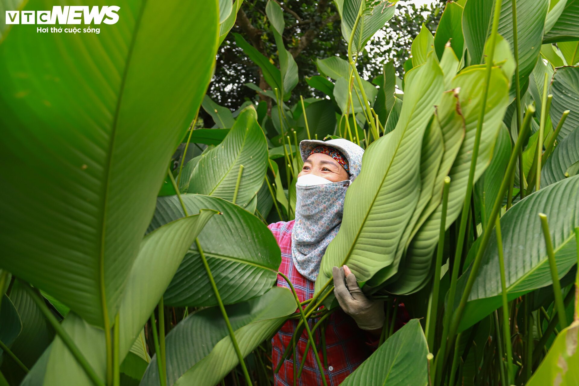 Tất bật thu hoạch lá dong, mong hốt bạc dịp Tết Nguyên đán - Ảnh 3