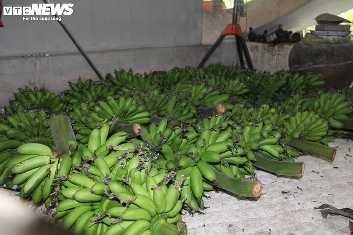 Đặc sản chuối 'tiến vua' vào mùa hốt bạc - Ảnh 2