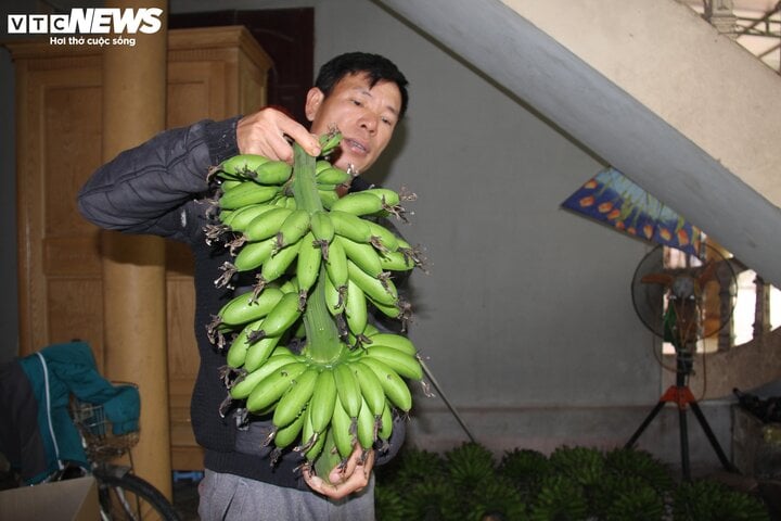 Đặc sản chuối 'tiến vua' vào mùa hốt bạc - Ảnh 6