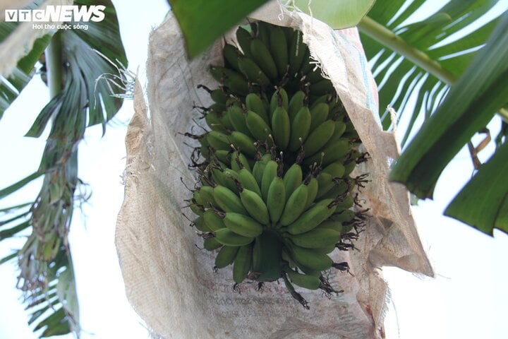 Đặc sản chuối 'tiến vua' vào mùa hốt bạc - Ảnh 4