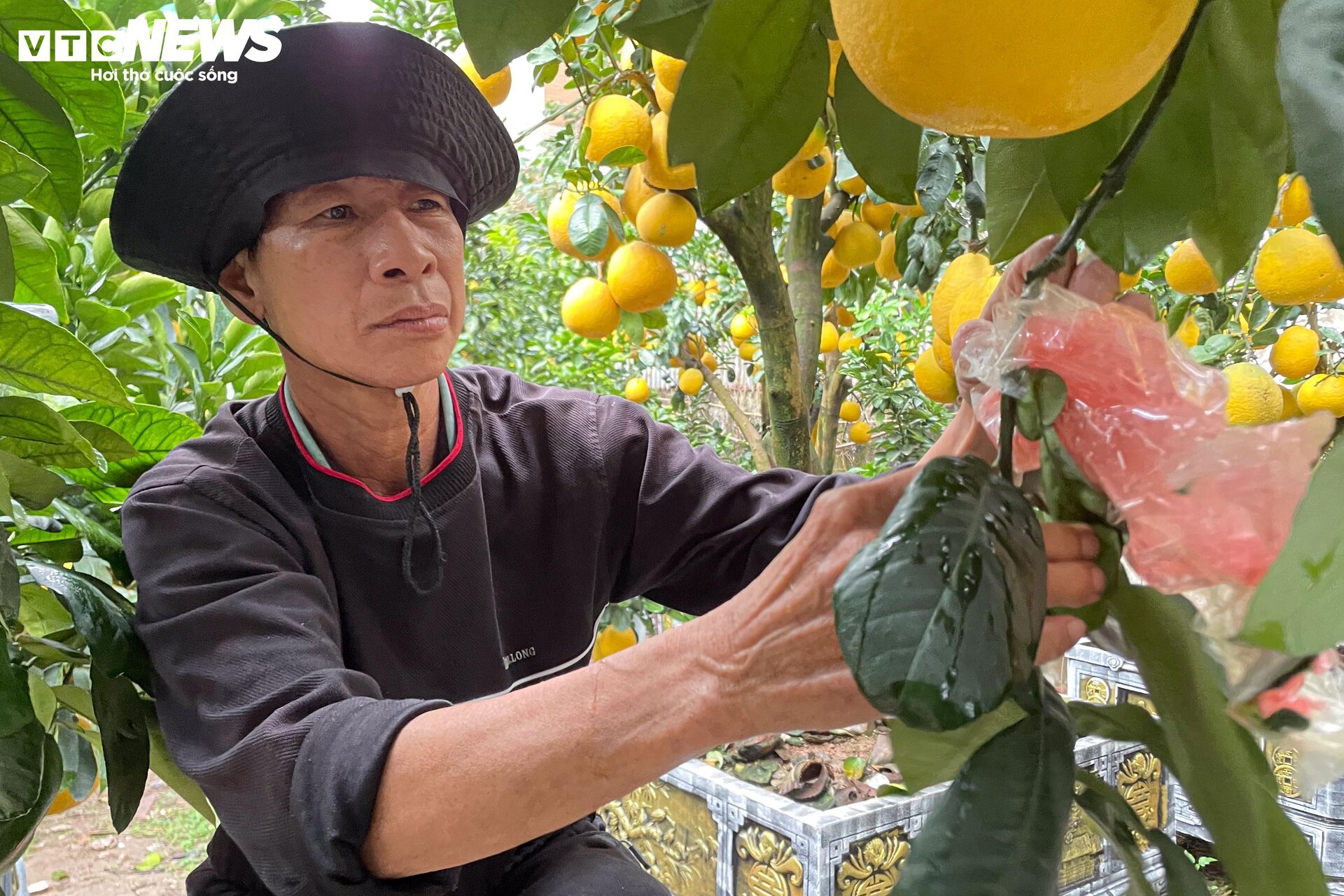 Bưởi bonsai tiền triệu xuống phố, chờ khách mua về đón Tết - Ảnh 17