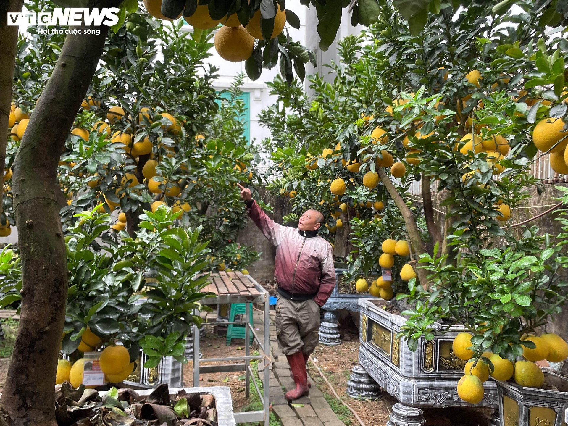 Bưởi bonsai tiền triệu xuống phố, chờ khách mua về đón Tết - Ảnh 4