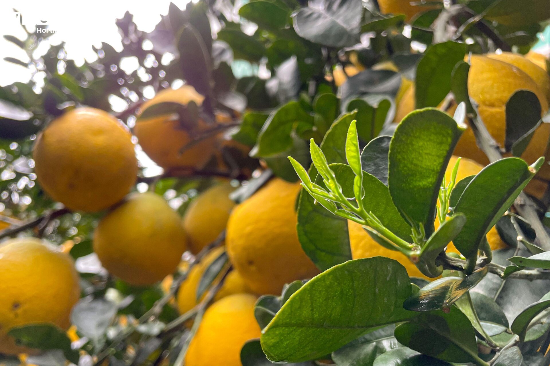 Bưởi bonsai tiền triệu xuống phố, chờ khách mua về đón Tết - Ảnh 14