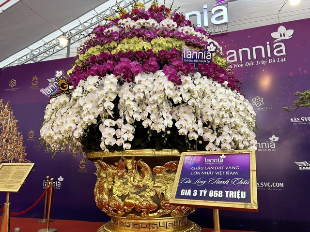VIDEO: Chậu lan hồ điệp "khổng lồ" được rao bán 3,868 tỉ đồng - Ảnh 3