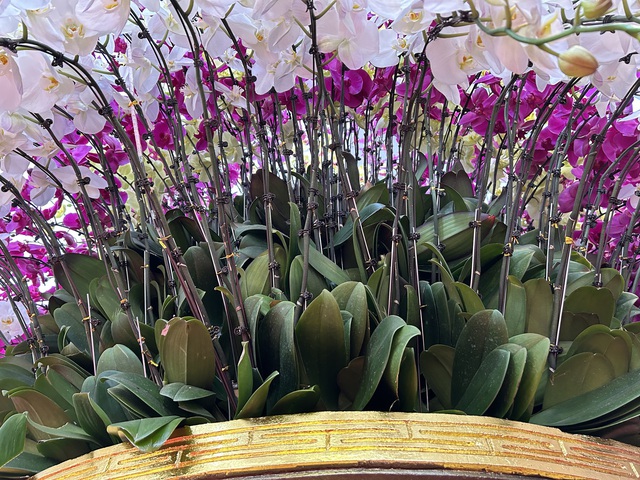 VIDEO: Chậu lan hồ điệp "khổng lồ" được rao bán 3,868 tỉ đồng - Ảnh 4