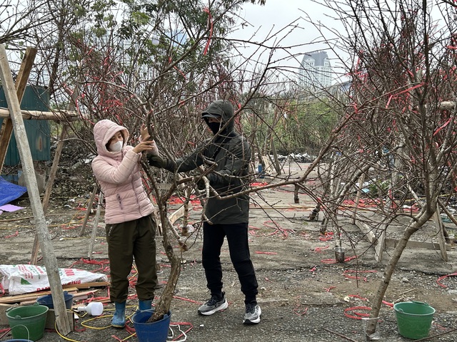 VIDEO: Chậu lan hồ điệp "khổng lồ" được rao bán 3,868 tỉ đồng - Ảnh 8