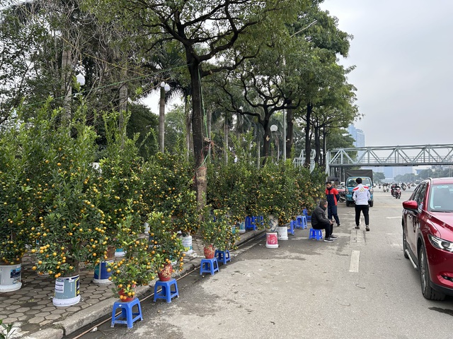 VIDEO: Chậu lan hồ điệp "khổng lồ" được rao bán 3,868 tỉ đồng - Ảnh 9