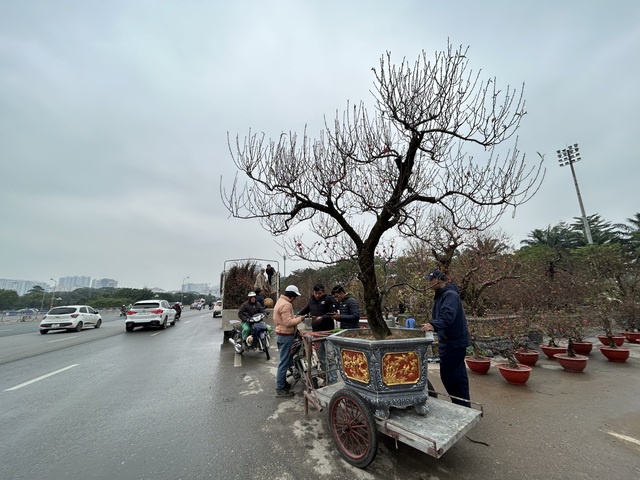 VIDEO: Chậu lan hồ điệp "khổng lồ" được rao bán 3,868 tỉ đồng - Ảnh 12