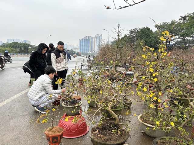 VIDEO: Chậu lan hồ điệp "khổng lồ" được rao bán 3,868 tỉ đồng - Ảnh 11