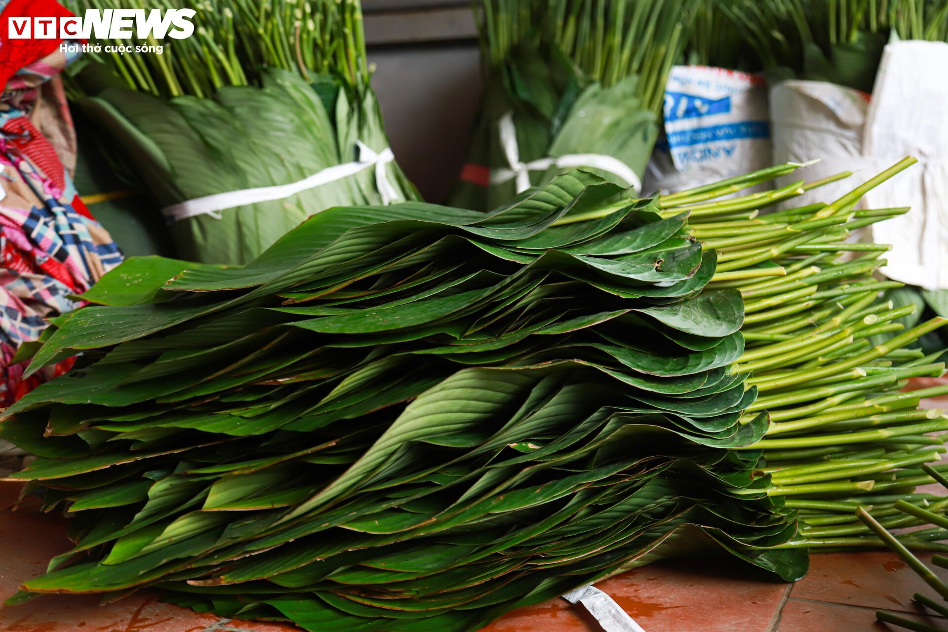 Tất bật thu hoạch lá dong, mong hốt bạc dịp Tết Nguyên đán - Ảnh 12