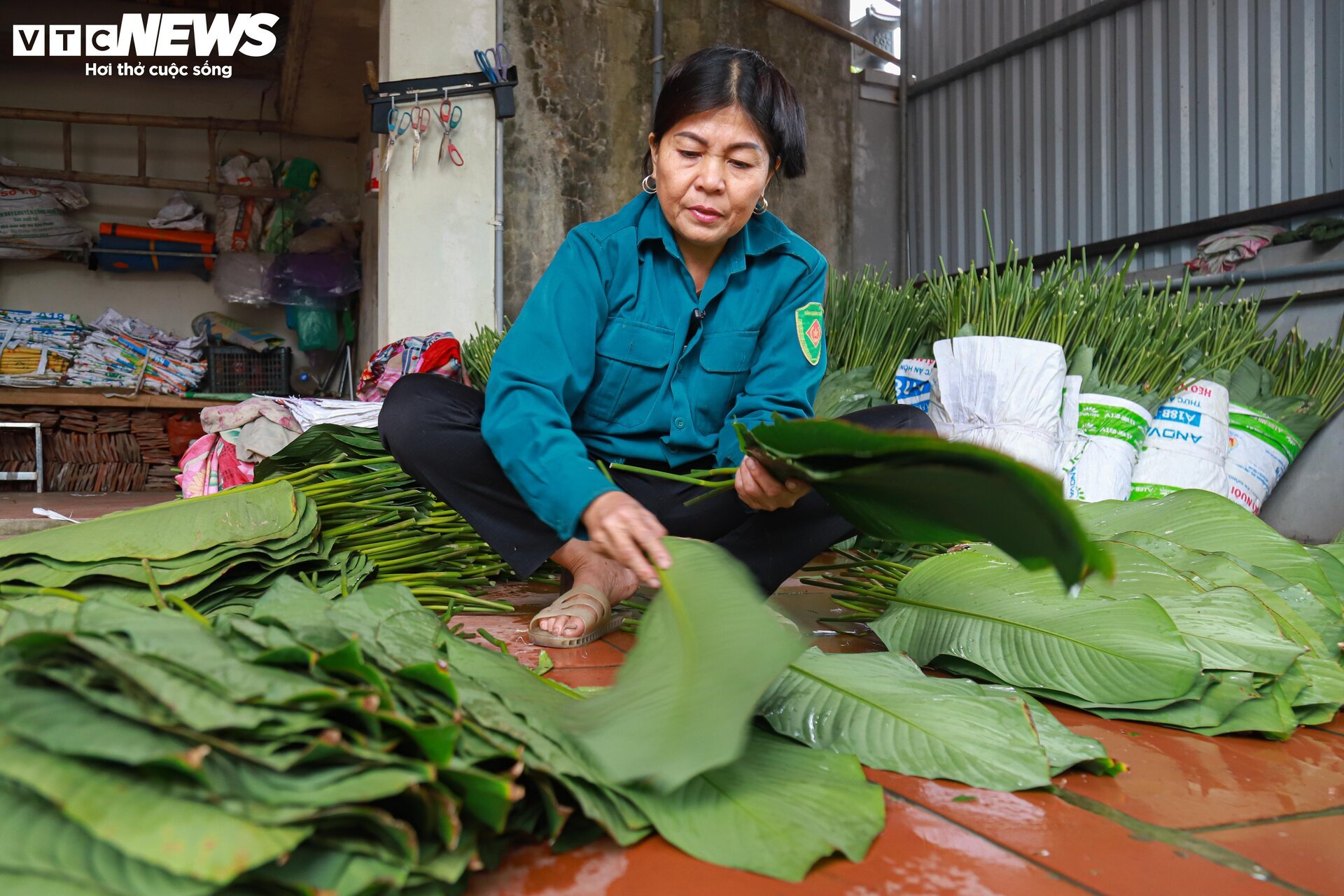 Tất bật thu hoạch lá dong, mong hốt bạc dịp Tết Nguyên đán - Ảnh 11