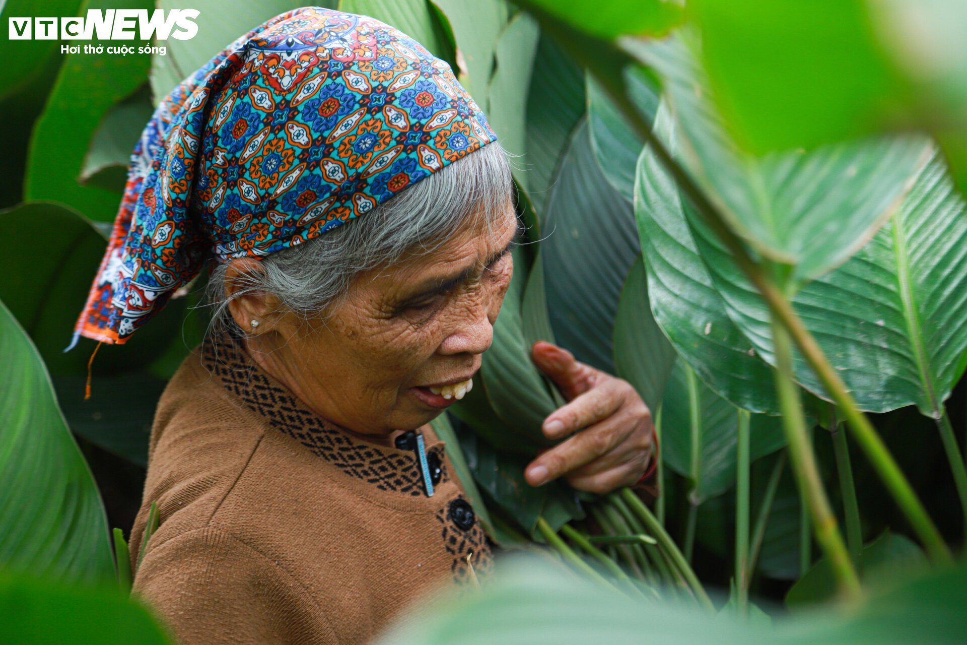 Tất bật thu hoạch lá dong, mong hốt bạc dịp Tết Nguyên đán - Ảnh 4