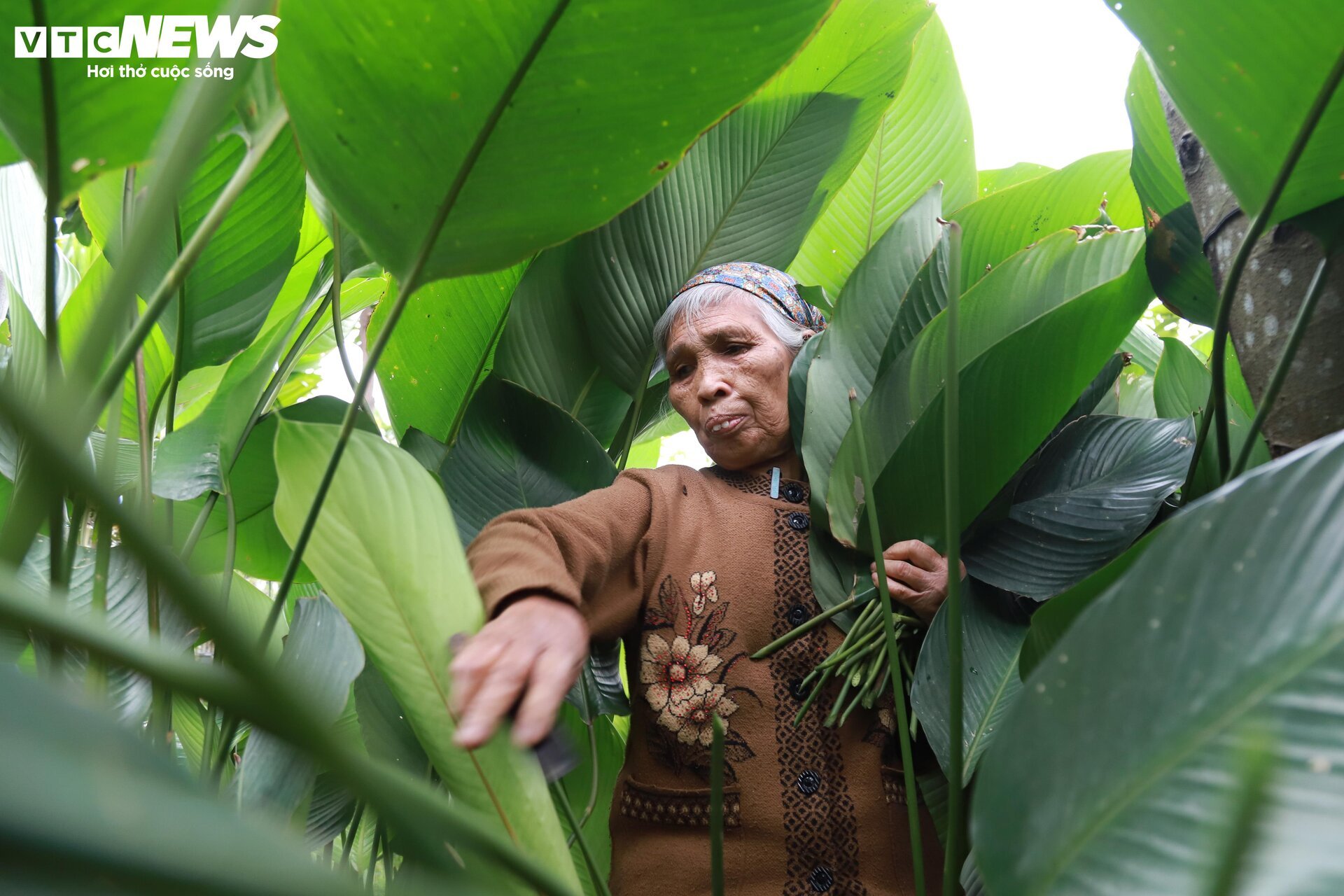 Tất bật thu hoạch lá dong, mong hốt bạc dịp Tết Nguyên đán - Ảnh 6